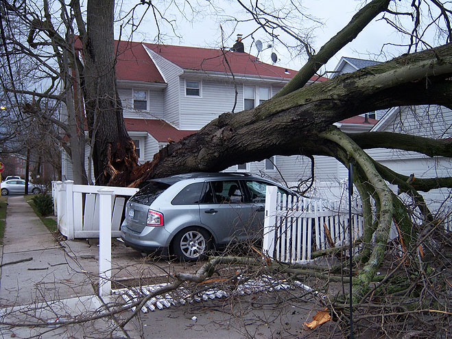Sturm und Orkan: Umgestürzter Baum