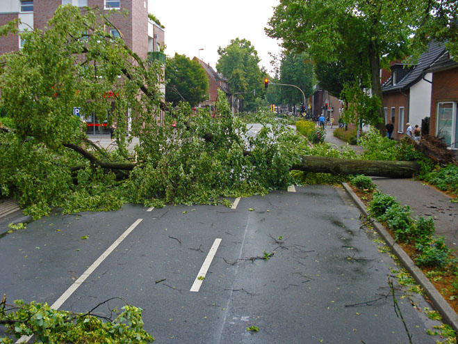 Sturm und Orkan: Umgestürzter Baum