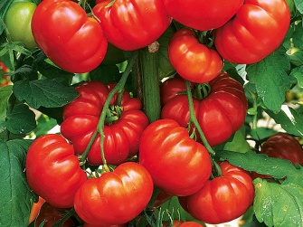 Ratgeber Hochbeet bepflanzen: Tomaten