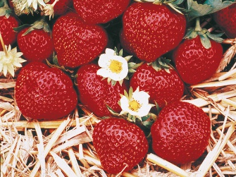 Ratgeber Hochbeet bepflanzen: Erdbeeren