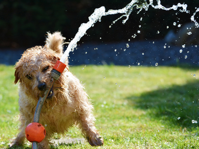Sommerlicher Hitzeschutz: Hund spielt im Garten mit Wasserschlauch