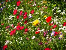 Ratgeber Rasenpflege: Naturnahe Blumenwiese