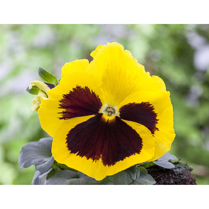 Piardino Garten-Stiefmütterchen (Viola F1, Topfgröße: 9 cm