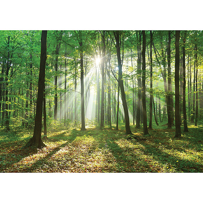  Fototapete Wald  Sonne 254 x 184 cm Vlies BAUHAUS
