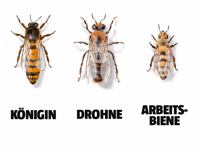 Die unterschiedlichen Bienenarten