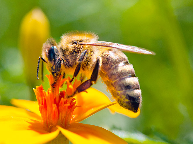 Biene beim Sammeln von Honig