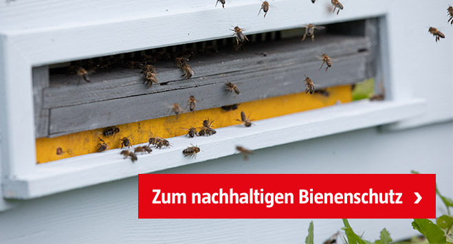 Nachhaltiger Bienenschutz durch Bienenhäuser